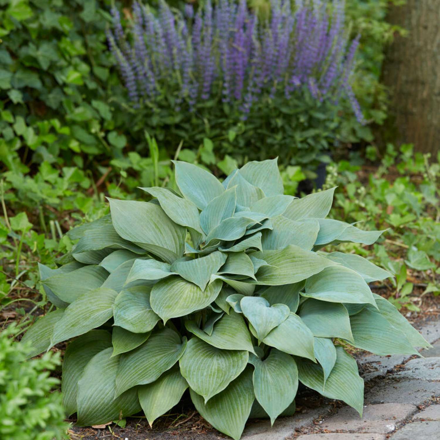 Funkia 'Halcyon' (Hosta)